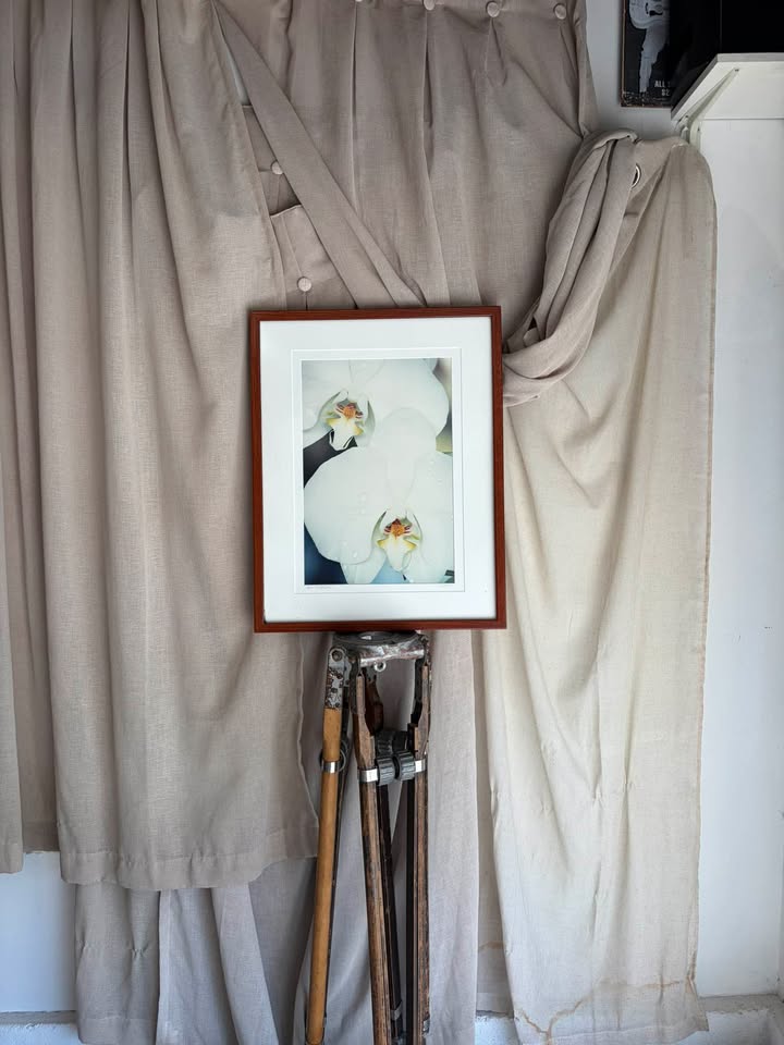 Framed White Orchid Art Print