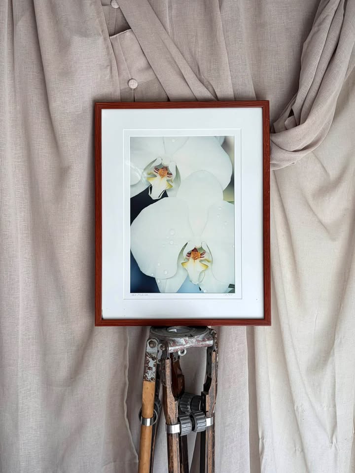 Framed White Orchid Art Print