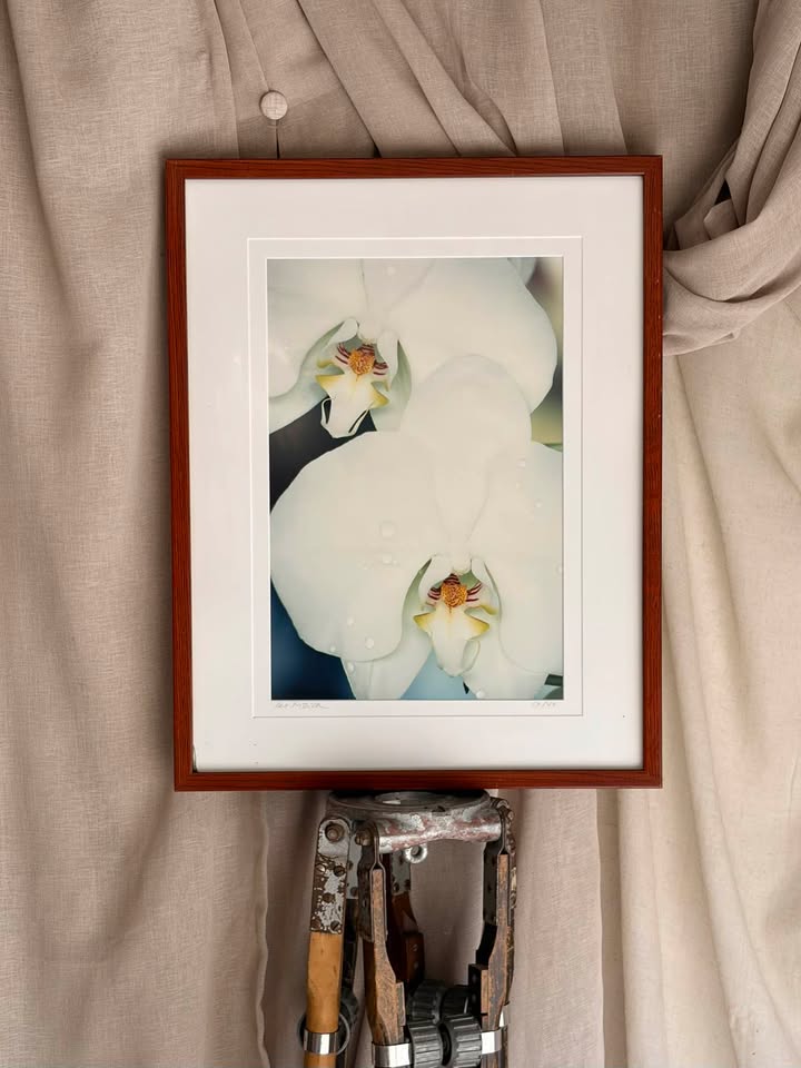 Framed White Orchid Art Print