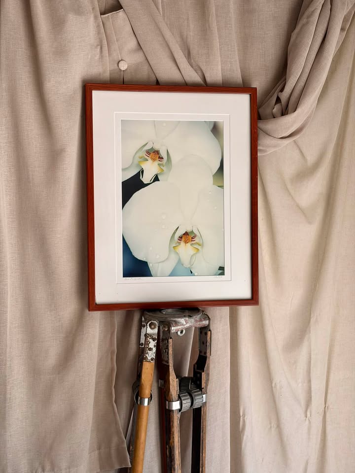 Framed White Orchid Art Print