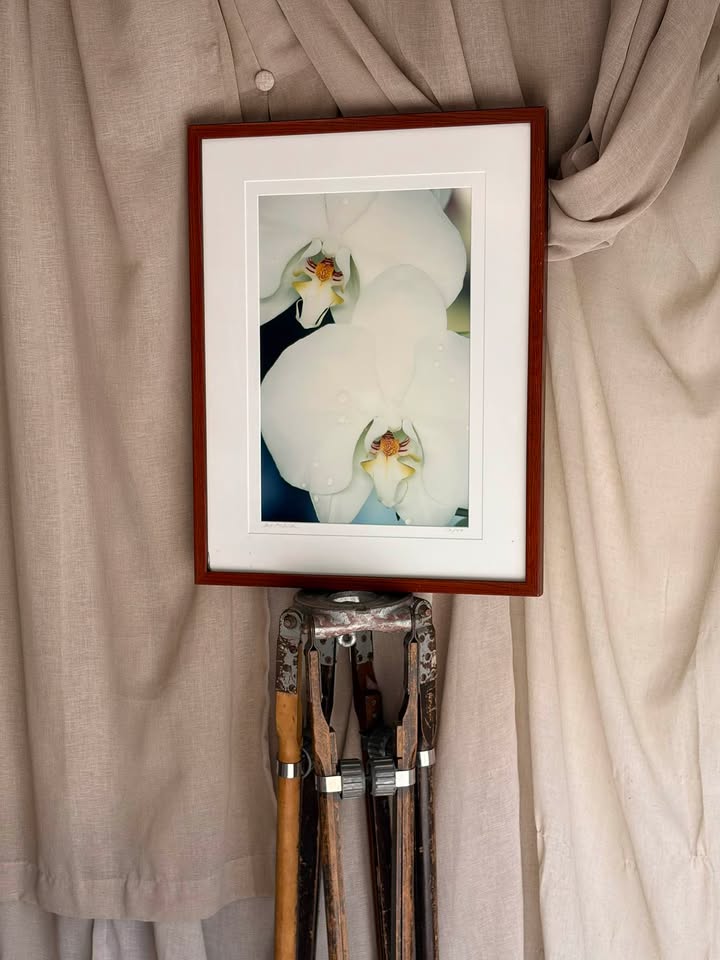 Framed White Orchid Art Print
